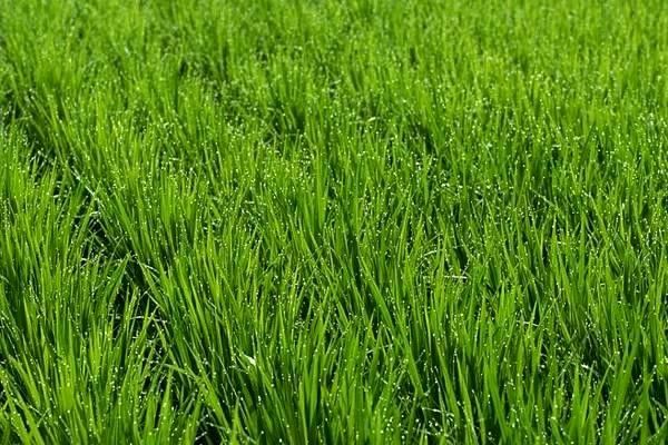 網(wǎng)絡(luò)游戲行業(yè)深度解析：知識、資料與公司的未來發(fā)展